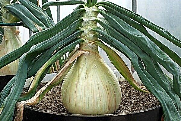 How to grow onion variety Exibishen?