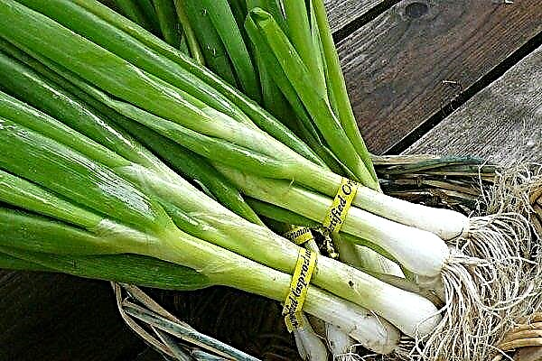 How to grow a delicious onion-batun in the garden?