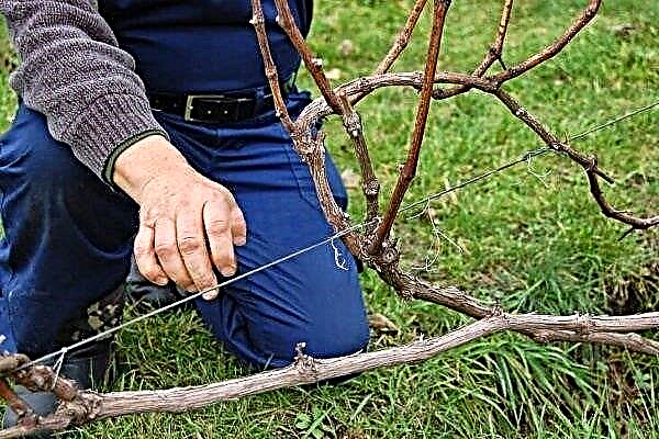 ¿Cómo cuidar las uvas en otoño? Principios básicos e instrucciones paso a paso.