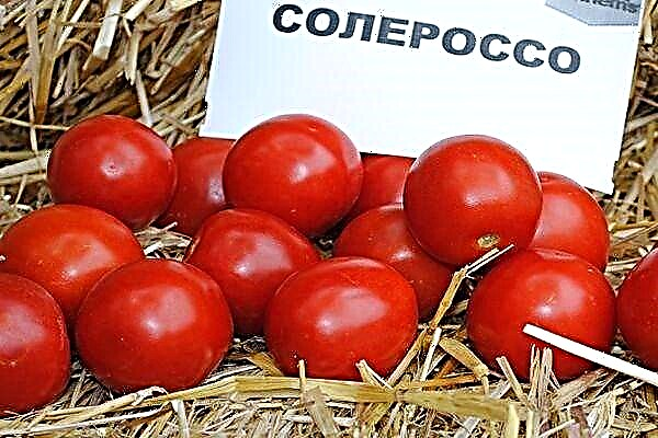 الخصائص الرئيسية للطماطم Solerosso: ميزات الزراعة والنمو