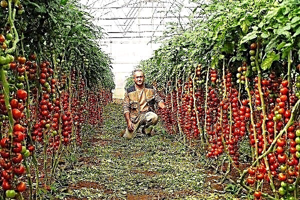 طماطم رابونزيل الصغيرة: ما هي خصوصية الصنف وكيفية زراعته؟