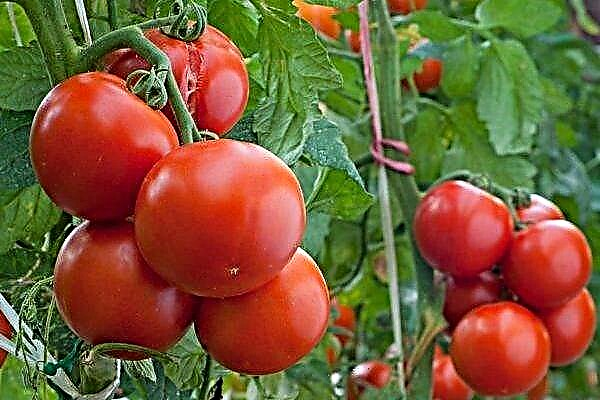Sve o Klusha rajčici: glavne karakteristike i tajne uzgoja