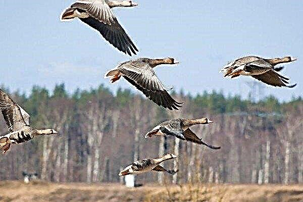 How do wild geese live? Can they be kept in captivity?