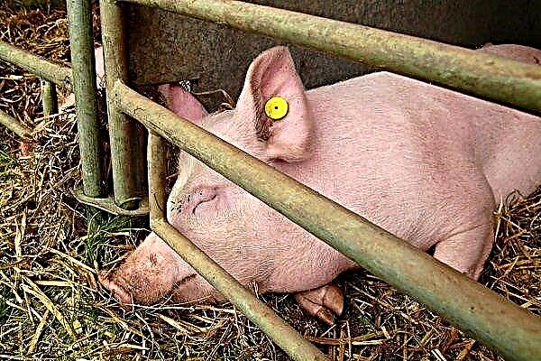 Formas de infección de los cerdos con pasteurelosis, síntomas, terapia y prevención de la enfermedad.