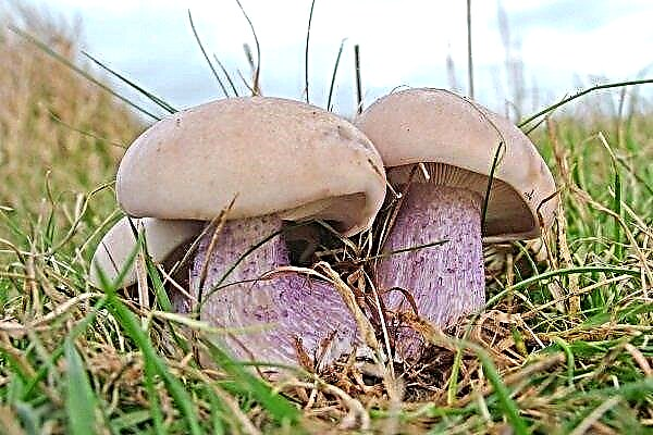 How to grow a bluebell mushroom in its area and what can be prepared from it?