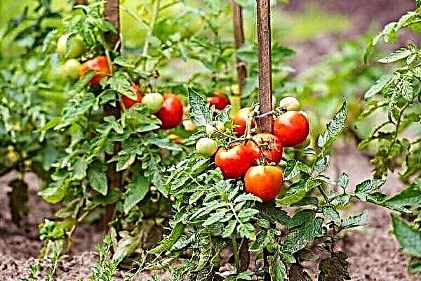 Varieties of undersized tomatoes for outdoor cultivation