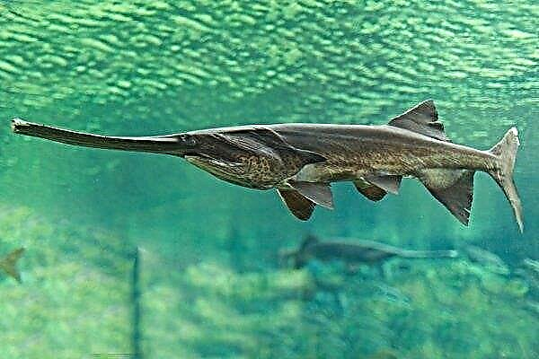 Paddlefish: how to raise fish at home
