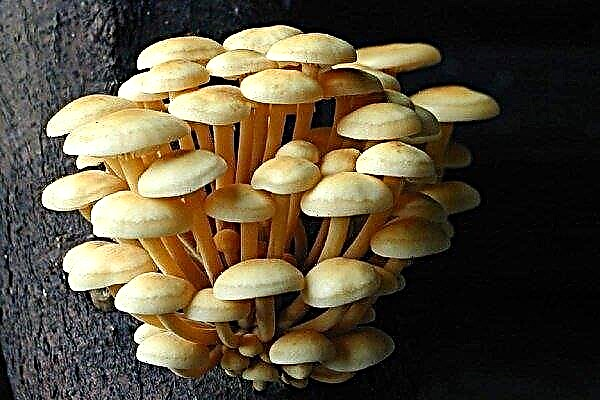 How to grow mushrooms: methods and technologies