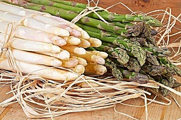 Varieties and varieties of asparagus
