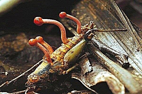Cordyceps: de quel champignon s'agit-il, à quoi sert-il et comment le cultiver?