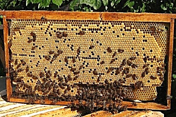 How is printed brood of bees formed and looks?