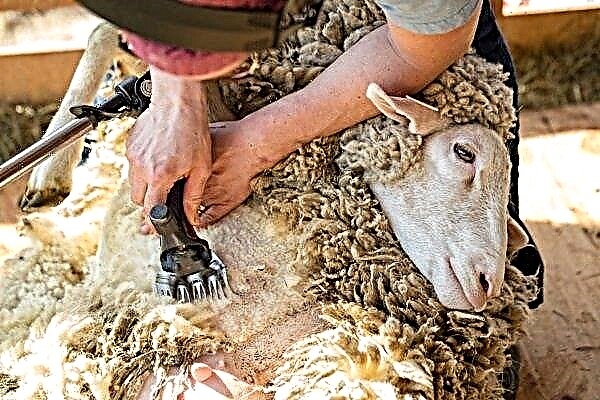 Kako odabrati stroj za šišanje ovaca?