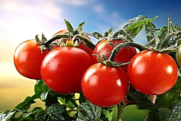 The most fruitful tomato seeds of Siberian selection