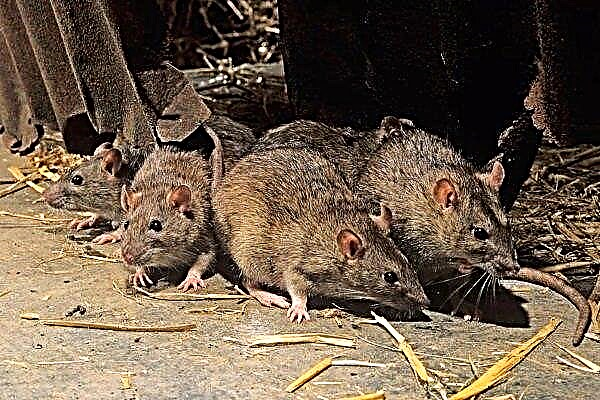 Quel est le danger des rats dans le poulailler? Méthodes de contrôle des rongeurs
