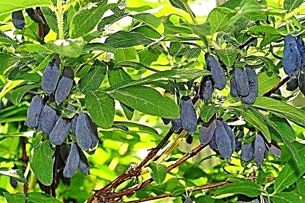 Grade of a honeysuckle Morena: characteristics and features of cultivation