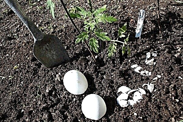 How to fertilize the earth with egg shells?