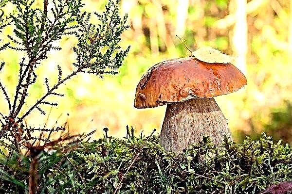 How to grow porcini mushroom in a home farm?