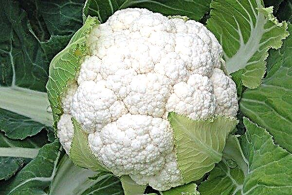 Cauliflower: the best varieties and their features