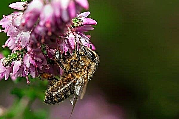 Los mejores portadores de miel para las abejas: hierbas, flores, arbustos y árboles.