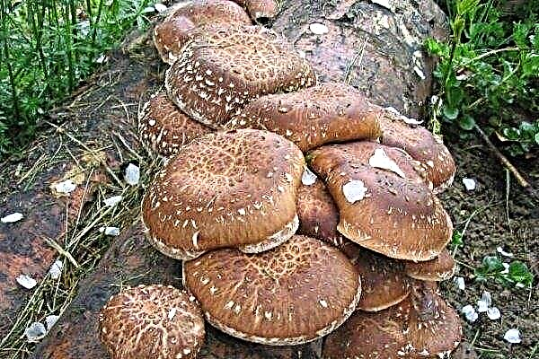 Shiitake: characteristics of the fungus and methods of cultivation