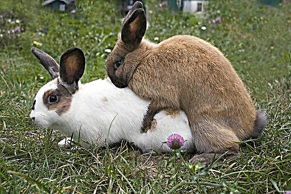 Der Fall von Kaninchen, die Regeln und Merkmale ihrer Paarung