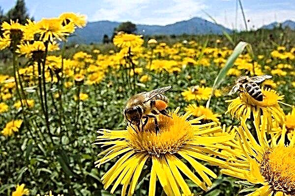 La principale collecte de miel dans le rucher: conditions de productivité et résultats attendus