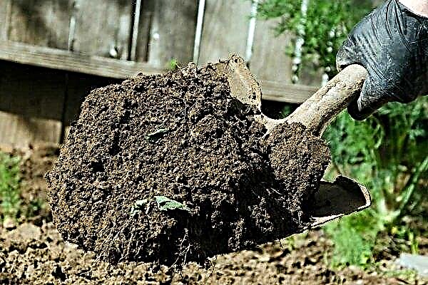 Description of planting potatoes "under the shovel"