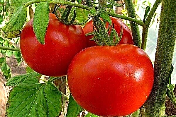 What varieties of tomatoes are the sweetest?