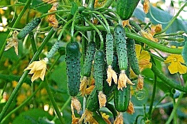 What varieties of cucumbers will give the best yield when grown in open ground?