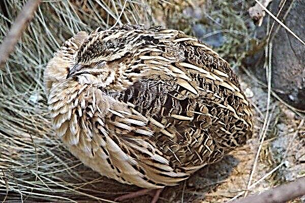 What diseases do quail and quail have?
