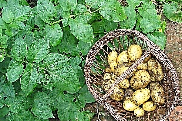 Premières variétés de pommes de terre: une liste complète