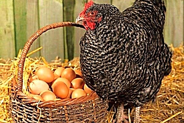 Características de la puesta de huevos por pollos jóvenes: tiempo, producción de huevos, duración, aumento en la cantidad y calidad de los huevos.