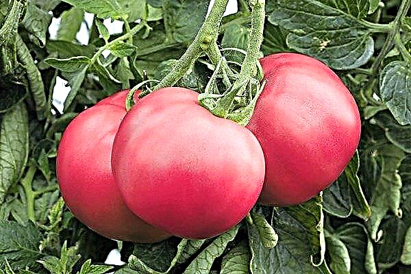 Hallon mirakel ger en rik skörd av tomater!