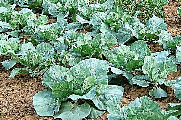 Secrets of growing white cabbage