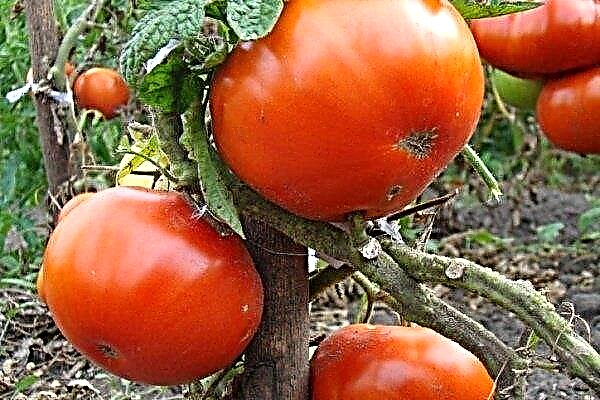 Vue d'ensemble du chef de tomate des peaux rouges - un hybride rabougri