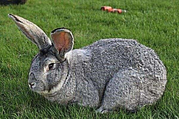 Rabbits of the breed Gray Giant: characteristics, care, maintenance and breeding