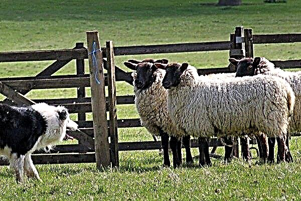 Πώς να φτιάξετε ένα πρόβατο: χαρακτηριστικά σχεδιασμού και κατασκευής