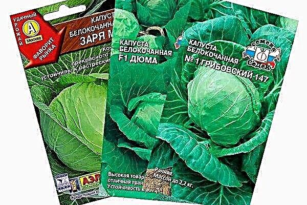 Πρώιμες ποικιλίες λάχανου: Ποικιλίες, φύτευση και καλλιέργεια