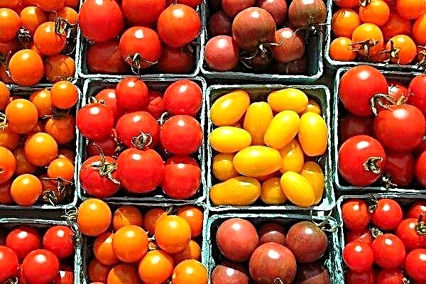 The best varieties of cherry tomatoes and recommendations for growing