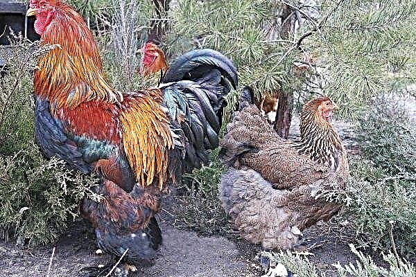 Breed of chickens "Brahma": features, varieties, content and care