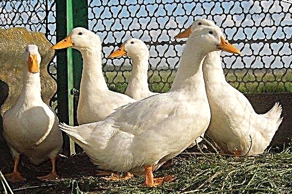 Star 53 Duck Breed Overview: All About Care and Maintenance