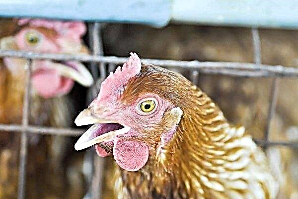 Mulige årsaker og behandling av tungpustethet, nysing og hoste hos kyllinger