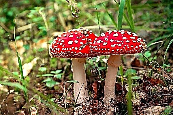 Amanita poisonous mushroom - its types and features