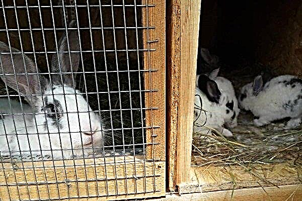 Jigging di conigli da un coniglio: termini e regole