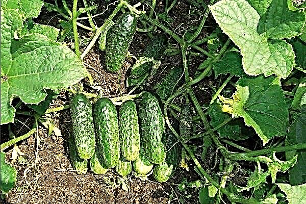 Overview of Phoenix cucumber - a delicious and unpretentious variety in the care