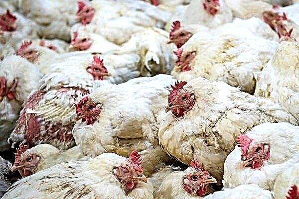 Malattie del pollo: varietà e loro caratteristiche