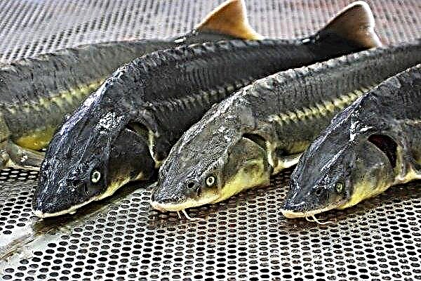 How to breed sturgeon for sale?