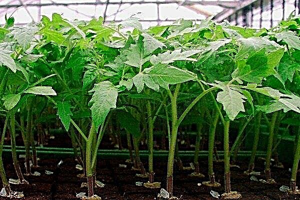 토마토 모종을 재배하는 방법 : 유용한 팁
