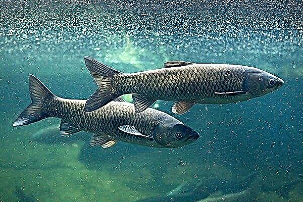 The subtleties of breeding and growing grass carp