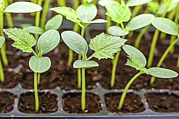 How and when to plant cucumbers for seedlings?